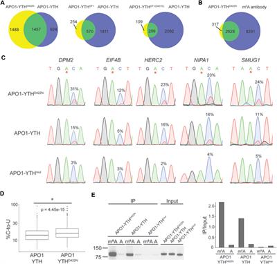 Improved Methods for Deamination-Based m6A Detection